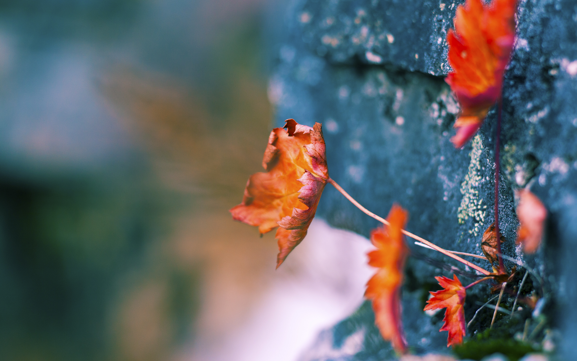 中超外援融合顺利，助力战术执行，中超外援实力排名 知乎