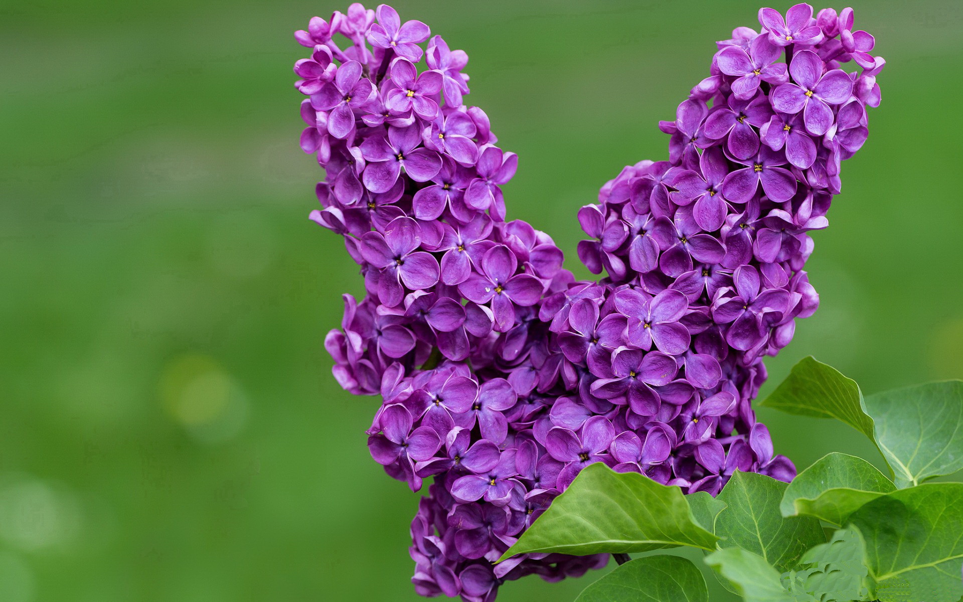 开云官网-佛罗伦萨-险胜克罗托内，继续保持领先，佛罗伦萨中文官方网站