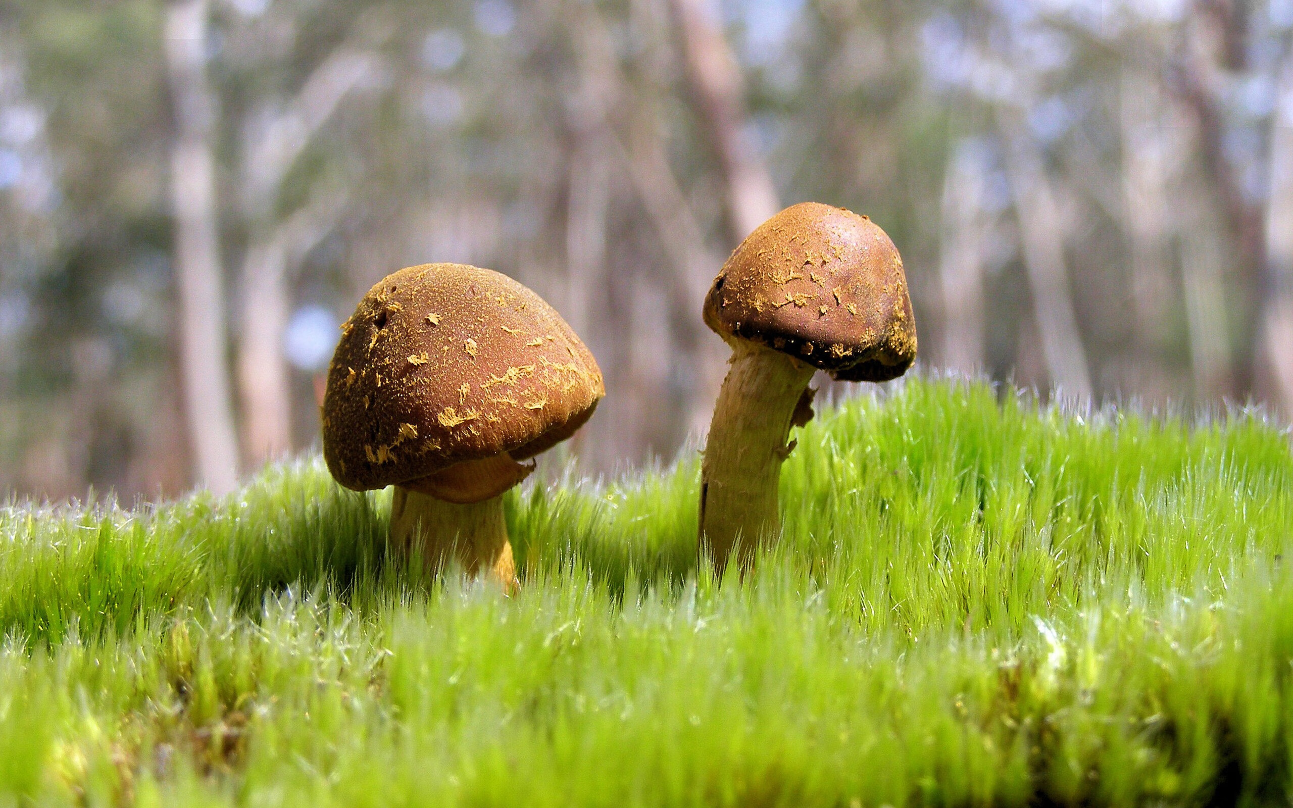 多特蒙德引进新后卫,德甲豪门加强实力,多特蒙德状态火爆锁定德甲半程冠军,全队身价首破5亿