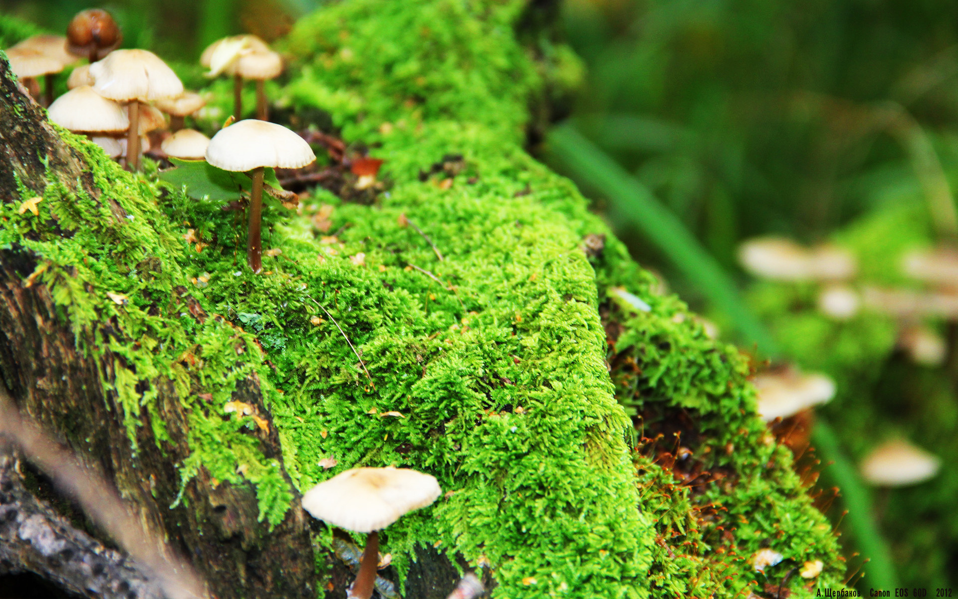 惊险一战:北京选手精湛技艺奏凯