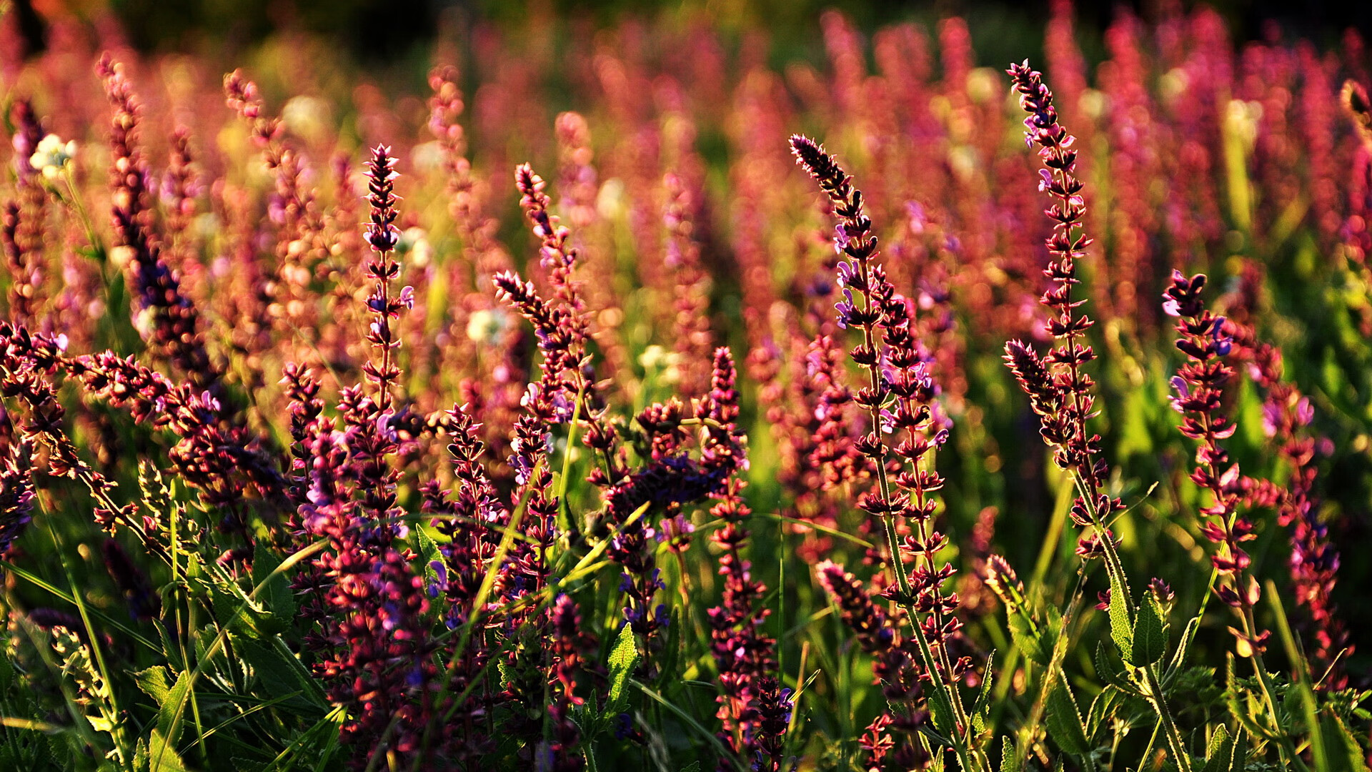 苏格兰主场战胜摩尔多瓦,豪取三连胜,苏格兰主场战绩